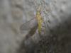 Baetis sp.